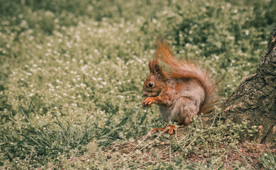 Photo of a squirrel in a green forest