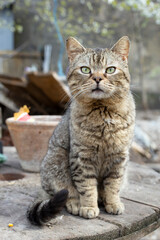 Brown cat sitting, garden portrait of a confident cat