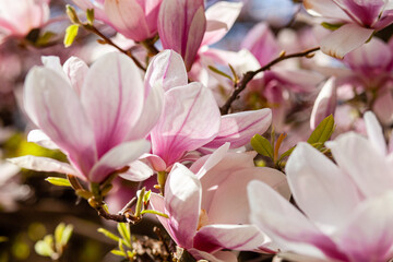 magnolia tree blossom, magnolia flowers bloom in spring in May
