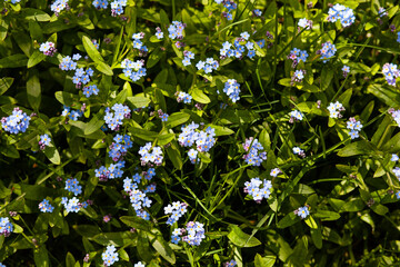 blue forget-me-not flowers in spring in May leaves background