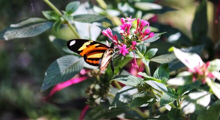 Photograph of a beautiful butterfly resting on a plant in the garden.