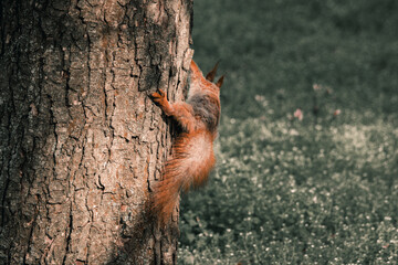 Photo of a squirrel in a green forest