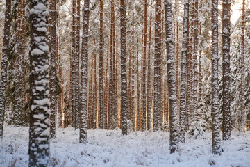Calm Swedish forest in winter