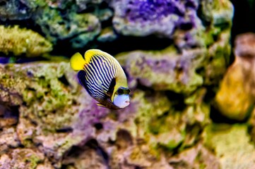 Fototapeta na wymiar Nice blue and yellow striped tropical fish swimming between rocks with purple and green moss