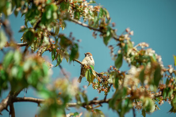 Sparrow on a branch against the sky