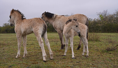 Konik wild horses in March in Saxony Anhalt © BabettsBildergalerie
