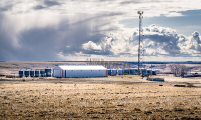 Cattle graze near a wind shelter on a rural prairie harvested field near a farm yard and cell phone tower in Rocky View County Alberta Canada ..