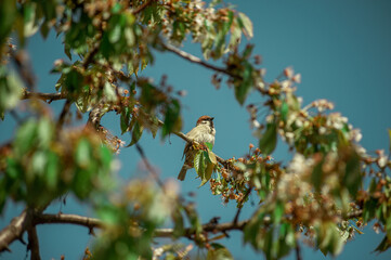 Sparrow on a branch against the sky