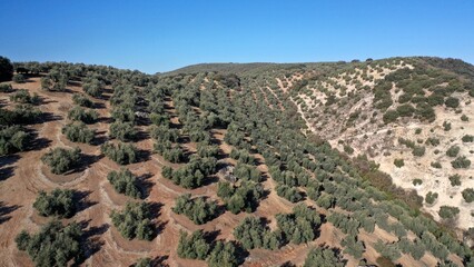 survol des champs d'oliviers (oliveraies), hacienda et village blanc en Andalousie dans le sud de l'Espagne