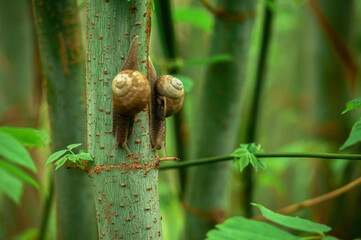 Snails on a tree with a green background