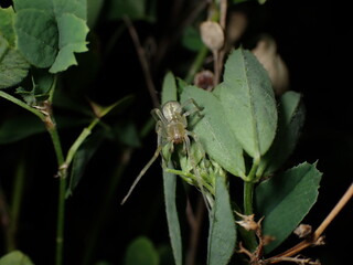 spider, may be Clubionidae - 502466609