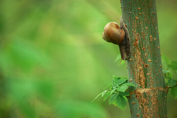 Snails on a tree with a green background