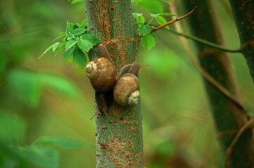 Snails on a tree with a green background