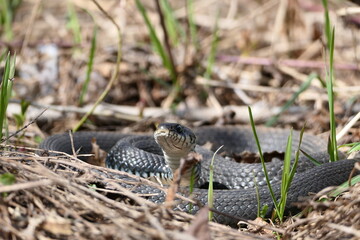 A snake, a large snake in the spring forest, in dry grass in its natural habitat, basking in the sun. High quality photo