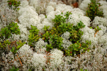 Trollegata gorge lichen in Småland in autumn mist