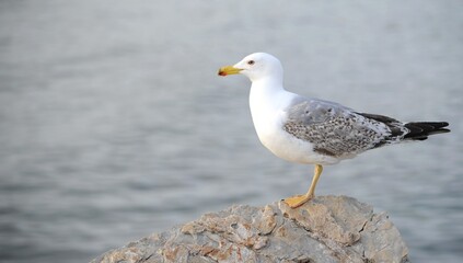 Primo piano gabbiano in piedi su una roccia di mare