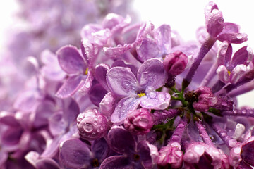 close-up of purple lilac flowers isolated on white background
