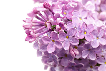 close-up of purple lilac flowers isolated on white background