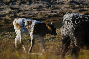 Evening light over calf with longhorn cow in farm field.