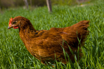 Red chicken on green grass