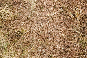 brown dry grass texture in a field