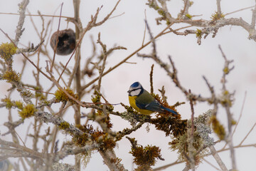 Eurasian blue tit bird in winter on a tree