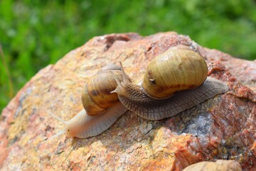 The gastropods commonly known as snails and slugs, belong to a large taxonomic class of invertebrates within the phylum Mollusca 