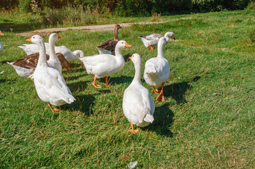 White and gray domestic geese graze on a lawn with green grass. Poultry care.