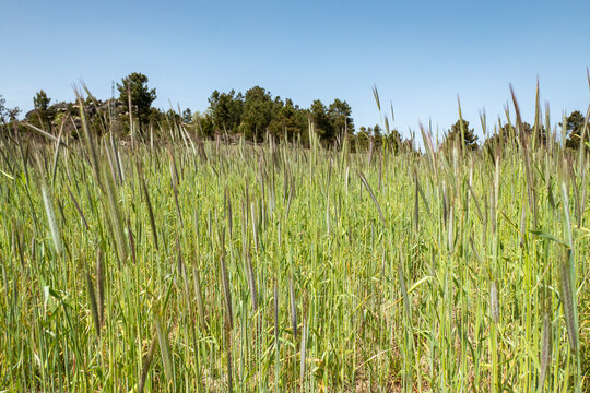 Planta&ccedil;&atilde;o de centeio em fase de crescimento num campo agr&iacute;cola
