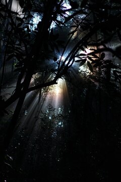 Mist on forest