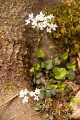 Kleeblättriges Schaumkraut (Cardamine trifolia) im Wald