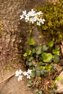 Kleebl&auml;ttriges Schaumkraut (Cardamine trifolia) im Wald