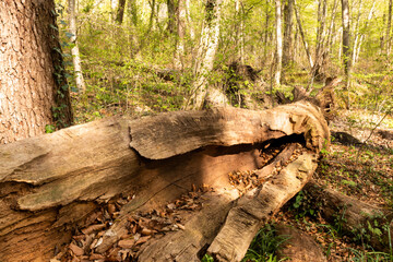 Totholzstamm im Wald