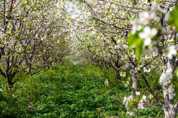 Fototapeta na wymiar Beautiful rows of fruit garden. Flowering cherry orchard in spring. High quality photo