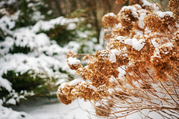 winter garde with different plants