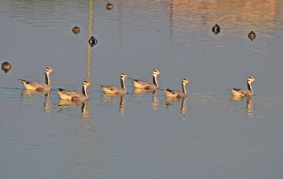 Bar Headed Goose