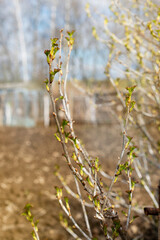 Naklejka premium A sprig of blackcurrant bush with leaves in the spring. Nature's Spring Awakening
