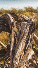 Old broken tree trunk on the beach on a sunny day.