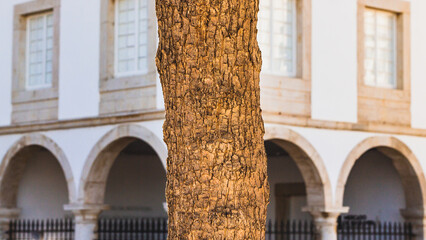 Tree close-up with a building on the background