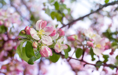 Blossoming apple tree branch against the blue sky