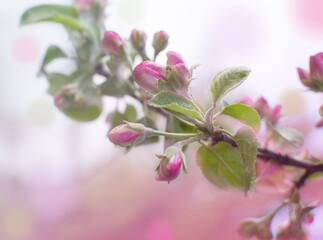 Blossoming branch of an apple tree. Spring background.
