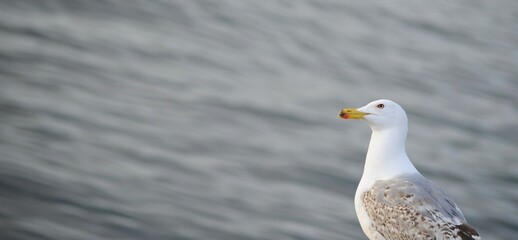 Uccello gabbiano con uno sfondo sfocato