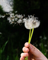 Holding and blowing red-seeded dandelion in a green park