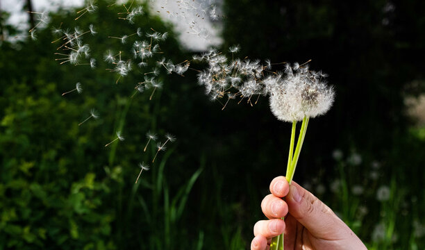 Girl blows red-seeded dandelion in a green park