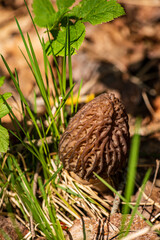 Morel Mushrooms growing in a clump in the spring