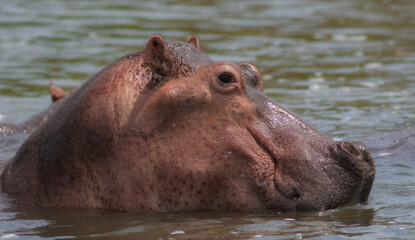 hippopotamus in water; smiling hippo; hippo in the water; hippo head; head of a hippo; hippo...