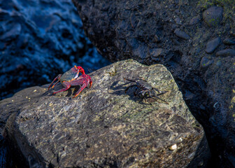 Crabs among the rocks on the ocean shore