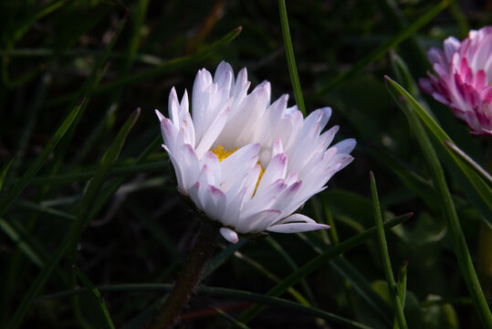 A gowan (Bellis perennis, flower) in the countryside (country, village) in spring