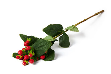 The branch of Hypericum berries (Hypericum Magical Triumph, Tutsan) isolated on white background.