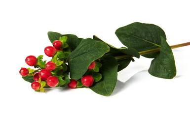 The branch of Hypericum berries (Hypericum Magical Triumph, Tutsan) isolated on white background.